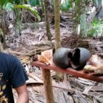 Sprievodca a vylupnutý kokos