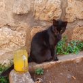 Mačka v Kotore