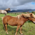 Islandské koníky